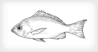 svart linje konst illustration av fjällig fisk