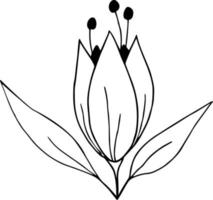 Hand gezeichnete Blume auf weißem Hintergrund. einzeilige konturblumenzeichnung. Umriss botanisches Element. Vektor-Illustration vektor