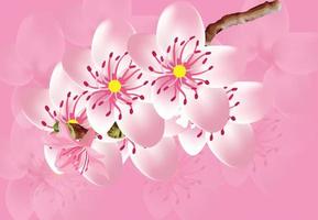Kirschblüten-Illustrationshintergrund-Template vektor