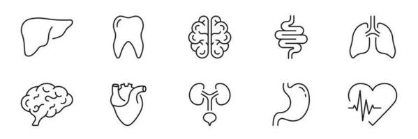 Symbolsatz für die Anatomie der inneren Organe des Menschen. Leber, Zahn, Gehirn, Magen, Herz, Lunge, Harnsystem, lineares Piktogramm des Darms. gesundheitszeichen. editierbarer Strich. isolierte Vektorillustration. vektor