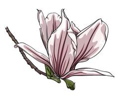 Magnolienzweig isoliert auf weißem Hintergrund, botanische Vektorgrafik vektor