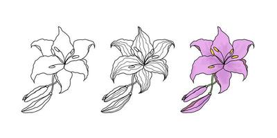 lilly hand dragen blomma uppsättning för design vektor
