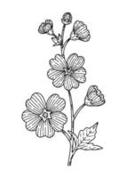 översikt malva blomma vektor illustration hand dragen i skiss stil