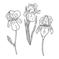 tre isolerat svart och vit iris blommor. hand dragen vektor illustration. färg sida