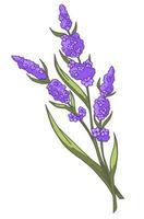 lavendel- växt gren med blommor i blomma vektor