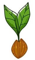 avokado utsäde växande, tillväxt av vegetabiliska vektor
