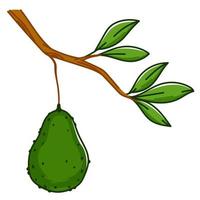 Avocadogemüse, das am Baumastvektor hängt vektor