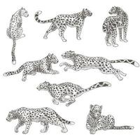 leopard djur- fortfarande och i rörelse, kattdjur katt vektor