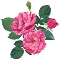 rosa ro i blomma, blomstrande blomma vektor