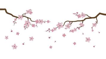 Sakura-Blüten blüht lokalisiert auf weißem Hintergrund vektor