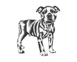 boston terrier züchten vektorillustration, boston terrier hundevektor auf weißem hintergrund für t-shirt, logo und andere vektor