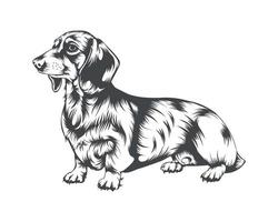 tax hund ras vektor illustration, tax hund vektor på vit bakgrund för t-shirt, logotyp, och andra