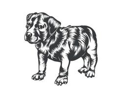 Pitbull-Hunderasse-Vektorillustration, Pitbull-Hundevektor auf weißem Hintergrund für T-Shirt, Logo und andere vektor