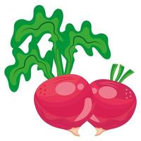 frisches Gemüse gesundes Rübenfutter vektor