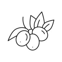 Olivenbeeren Symbol Leitung Vektor Illustration