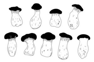 Vektor-Illustration von Vintage-Pilz. Satz Königsausternpilze. Linie Gourmet-Zeichnungssammlung asiatischer Speisen. gesunder Ernährungsstil