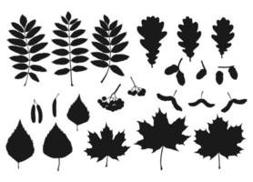 Set mit Silhouette Blättern, Beeren und Eicheln. hand gezeichnete herbstvektorillustration. vektor
