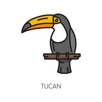 toucan fågel, argentina papegoja med massiv räkningen vektor