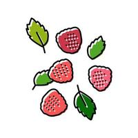 reife Himbeerbeeren Farbe Symbol Vektor Illustration