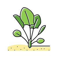 Pflanze Spinat wachsende Farbe Symbol Vektor Illustration