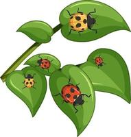 Draufsicht auf viele Marienkäfer auf Blättern vektor