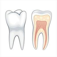 gesund Zahn Illustration, gesund Zähne, Zahnarzt Vektor Illustration, Oral Pflege
