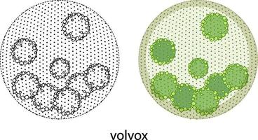 Volvox in Farbe und Gekritzel auf weißem Hintergrund vektor