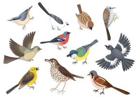 tecknad serie fåglar ikon uppsättning vektor