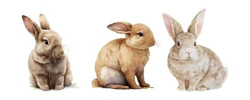 Aquarell Illustration von ein süß flauschige grau Hase im ein Weiß Hintergrund vektor