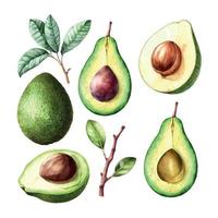 Aquarell Stil von Avocado auf Weiß Hintergrund. Vektor Illustration von Avocado