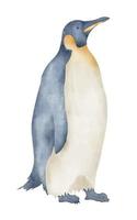 Aquarell Kaiser Pinguine. Hand gezeichnet Illustration isoliert auf Weiß Hintergrund. Zeichnung von Antarktis Tier im Pastell- Farben. skizzieren von Polar- Vogel. skizzieren zum Logo oder Symbol. Norden Charakter vektor