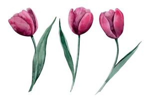 Aquarell einstellen mit Tulpe Blumen. Hand gezeichnet Blumen- Illustration auf isoliert Hintergrund mit Blühen Pflanzen zum Gruß Karten oder Einladungen. Zeichnung im modisch viva Magenta, Rosa und rot Farben vektor