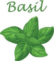 basilika. grön basilika löv. en doftande växt för krydda. vektor illustration isolerat på en vit bakgrund