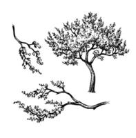 blomning körsbär träd och grenar. bläck skiss isolerat på vit bakgrund. hand dragen vektor illustration. årgång stil stroke teckning.