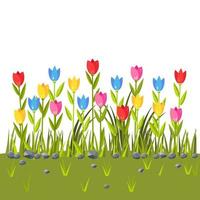 Blumenfeld mit bunten Tulpen. grüne Grasgrenze. Frühlingsszene vektor