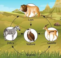 Bildungsplakat der Biologie für Nahrungsketten Diagramm vektor