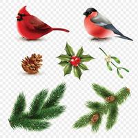 vinter fåglar domherre röd kardinal gran grenar set vektor