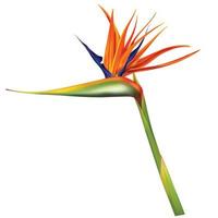 strelitzia reginae, fågel av paradis vektor