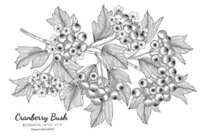 amerikansk tranbärbuske frukt handritad botanisk illustration med konturteckningar på vit bakgrund. vektor