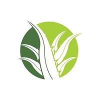 aloe vera logotyp ikon design symbol skönhet vektor