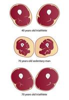 jämförelse av muskel massa och styrka vektor illustration isolerat på vit bakgrund.