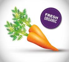 gesunde Karotte, frisches Gemüse aus biologischem Anbau vektor