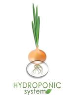 växt, grön lök vuxen i en hydroponisk, aeroponic systemet. modern jordbruks teknik vektor