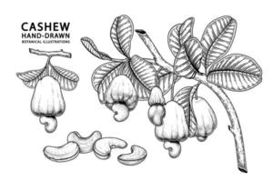 uppsättning av cashewfrukt handritade element botaniska illustration vektor