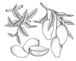Satz gezeichnete Elemente der Mangofruchthand gezeichneten botanischen Illustration vektor