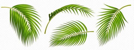 tropisch Grün Palme Blätter isoliert einstellen vektor