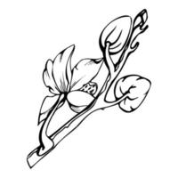 hand dragen vektor bläck orkide blommor, stjälkar, löv, svartvit, detaljerad översikt. sammansättning med grenar. isolerat på vit bakgrund. design för vägg konst, bröllop, skriva ut, tatuering, omslag, kort.