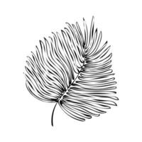 ritad för hand svart isolerat fjäder tycka om en blad på vit bakgrund vektor