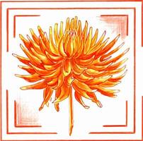 Orange Dahlie im ein rahmen. Blumen- botanisch Vektor eps Illustration auf ein Weiß Hintergrund.