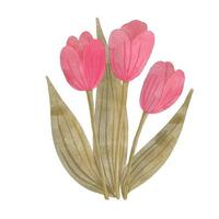 vattenfärg blommig vektor illustration av tulpaner.